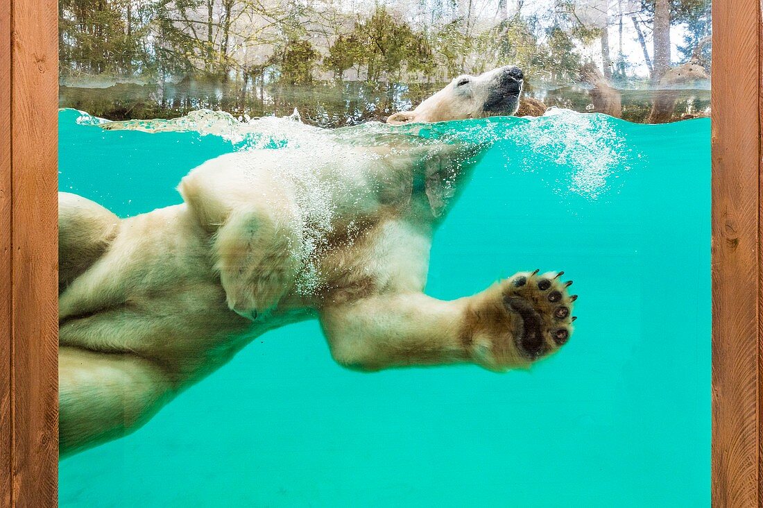 Frankreich, Sarthe, La Fleche, Zoo La Fleche, Taïko, männlicher Eisbär (Ursus maritimus), der in seinem Basinotektionsstatus schwimmt, Washingtoner Konvention Anhang II B (CITES), IUCN-Status, Mindestrisiko, abhängig von Erhaltungsmaßnahmen (LR-cd)