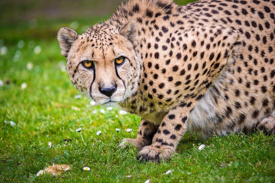 Frankreich, Sarthe, La Fleche, La Fleche Zoo, Schutzstatus des Geparden (Acinonyx jubatus), Anhang IA (CITES) des Washingtoner Übereinkommens, IUCN-Status, gefährdet (VU)