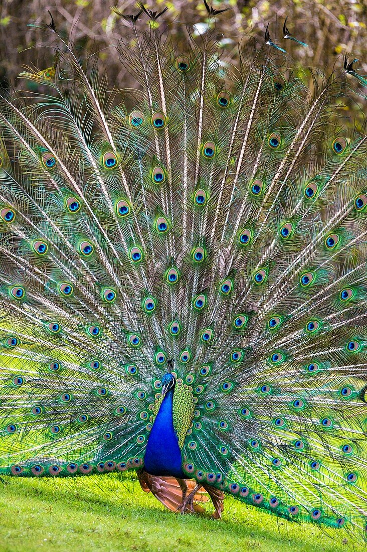 France, Sarthe, La Fleche, La Fleche Zoo, Blue peafow (Pavo cristatus) making wheel