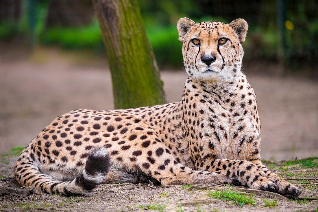 Frankreich, Sarthe, La Fleche, La Fleche Zoo, Schutzstatus des Geparden (Acinonyx jubatus), Anhang IA (CITES) des Washingtoner Übereinkommens, IUCN-Status, gefährdet (VU)