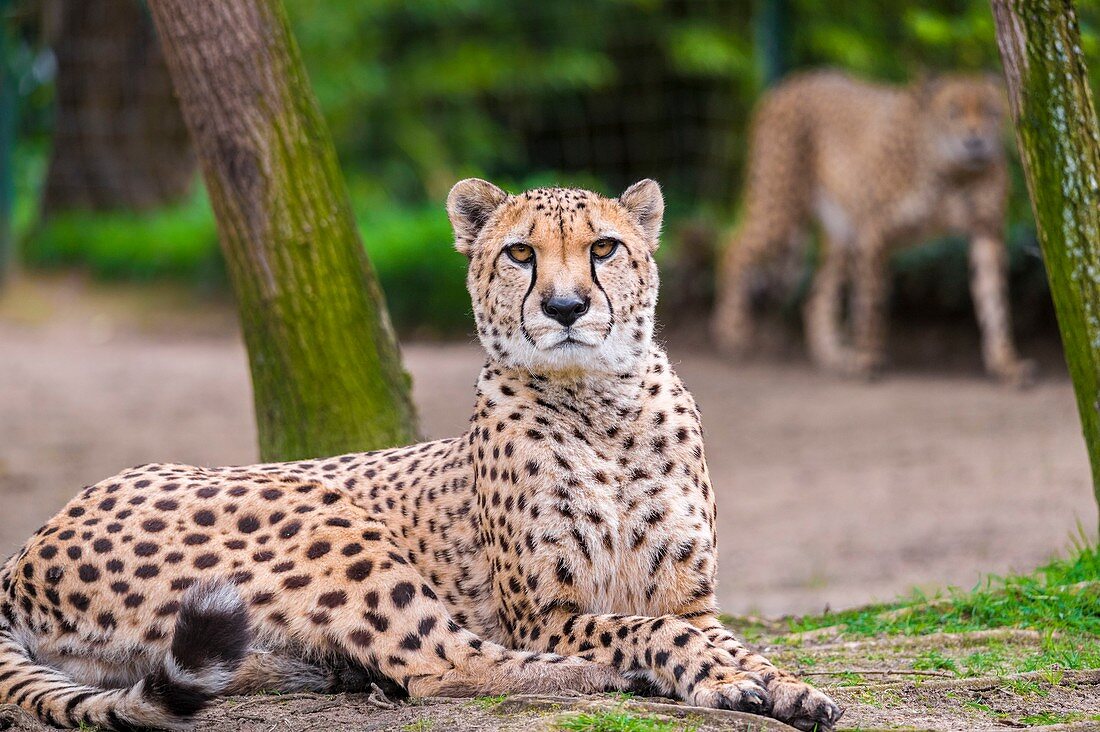 France, Sarthe, La Fleche, La Fleche Zoo, Cheetah (Acinonyx jubatus)otection Status, Washington Convention Appendix I A (CITES), IUCN Status, Vulnerable (VU)