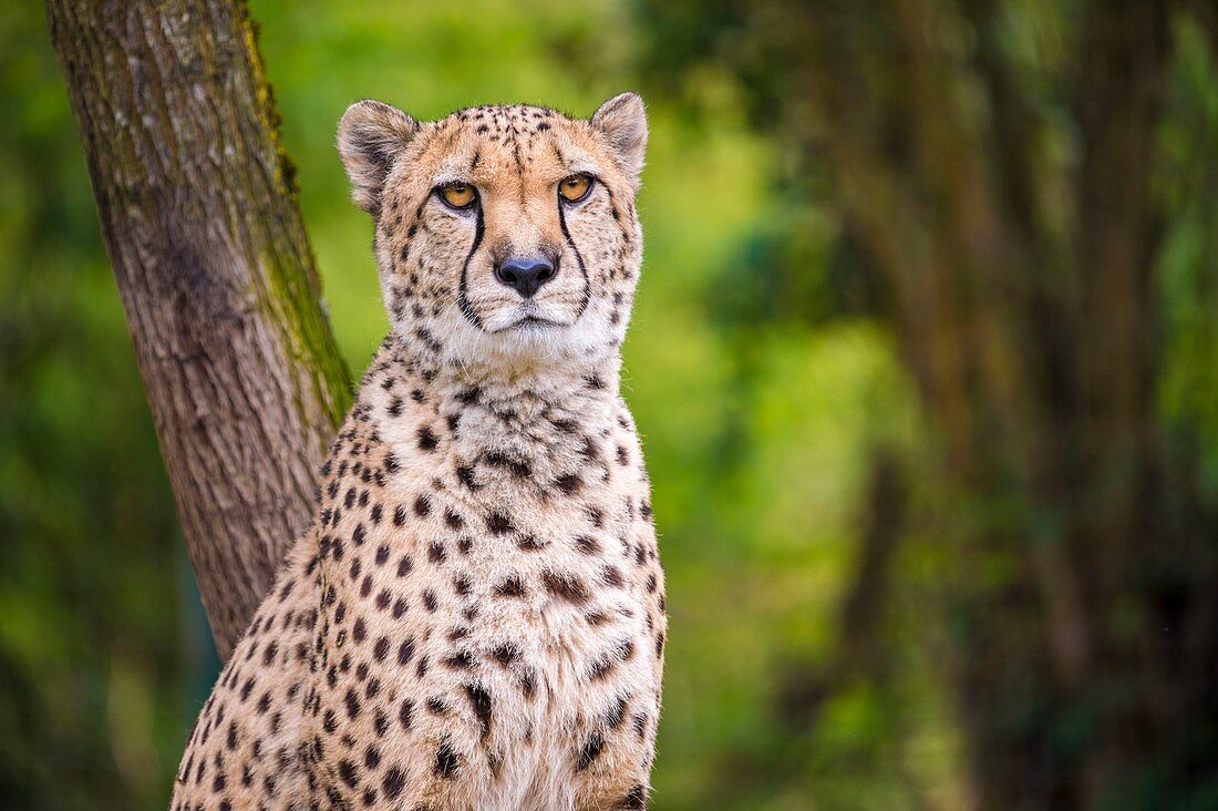 Frankreich, Sarthe, La Fleche, La Fleche Zoo, Schutzstatus des Geparden (Acinonyx jubatus), Anhang IA (CITES) des Washingtoner Übereinkommens, IUCN-Status, gefährdet (VU)