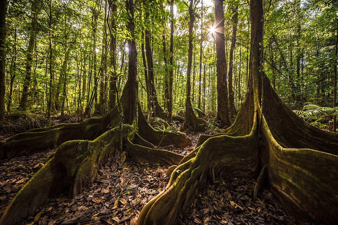 France, French Guiana, Kourou, undergrowth of rainforest around Wapa Lodge