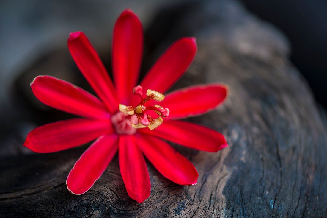 Frankreich, Französisch-Guayana, Kourou, Wapa Lodge, frisch gefallene Blume auf einer Wurzel des tropischen Unterholzes