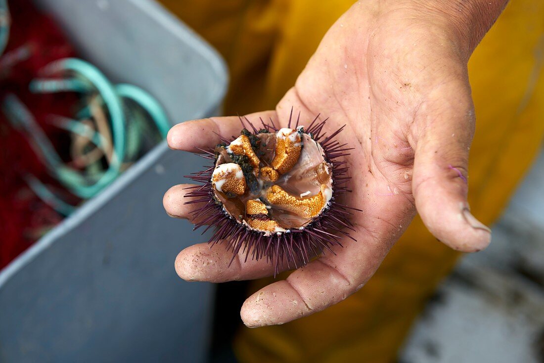 France, Pyrenees Orientales, Banyuls sur Mer, artisanal fishing, landing of fish at the port of Banyuls, sea urchins