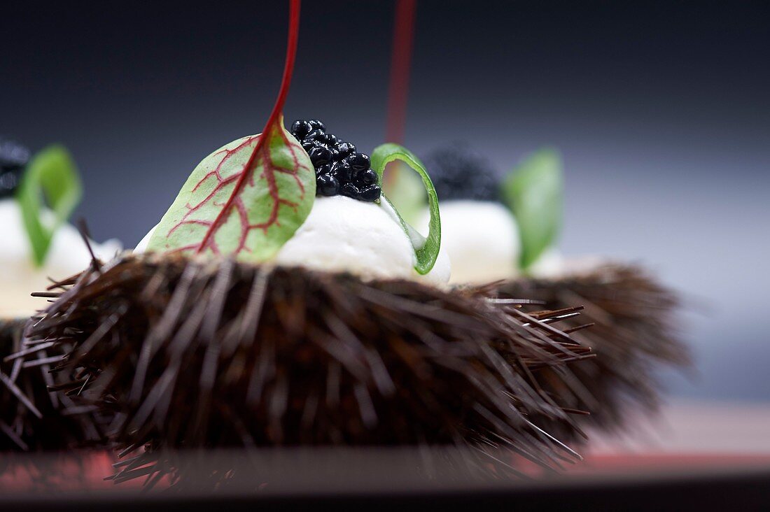 France, Pyrenees Orientales, Banyuls sur Mer, Pascal Borrell, star chef, restaurant le Fanal, sea urchins with herbs and thai vegetables by Pascal Borrell