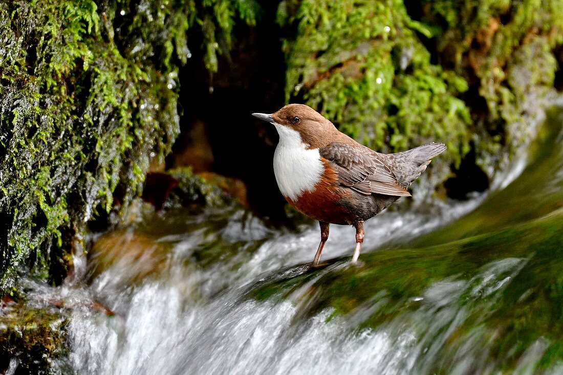 Frankreich, Doubs, Vogel, Passerine, Tauchen Cincle (Cinclus cinclus)