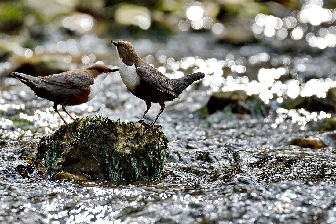 Frankreich, Doubs, Vogel, Passerine, Tauchen Cincle (Cinclus cinclus)