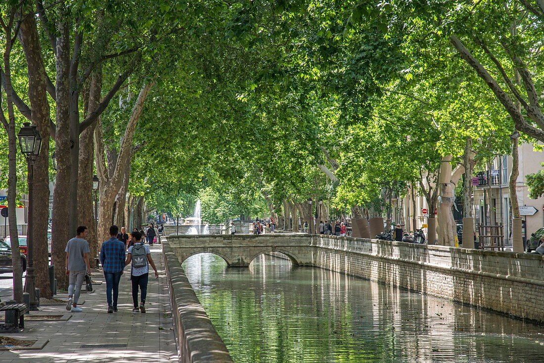 France, Gard, Nimes, Quay of the Fountain, Canal in the shade of plane trees, group of friends walking on a path