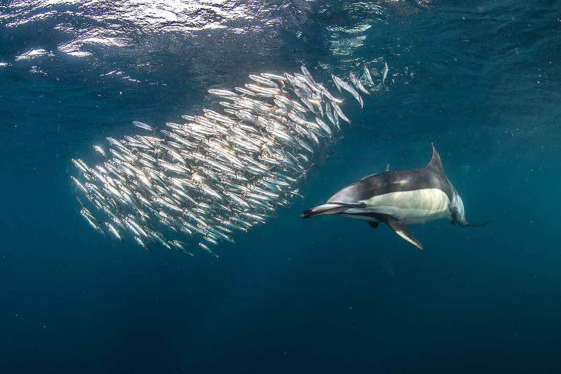 Sardine baitballs being hit by multiple predators