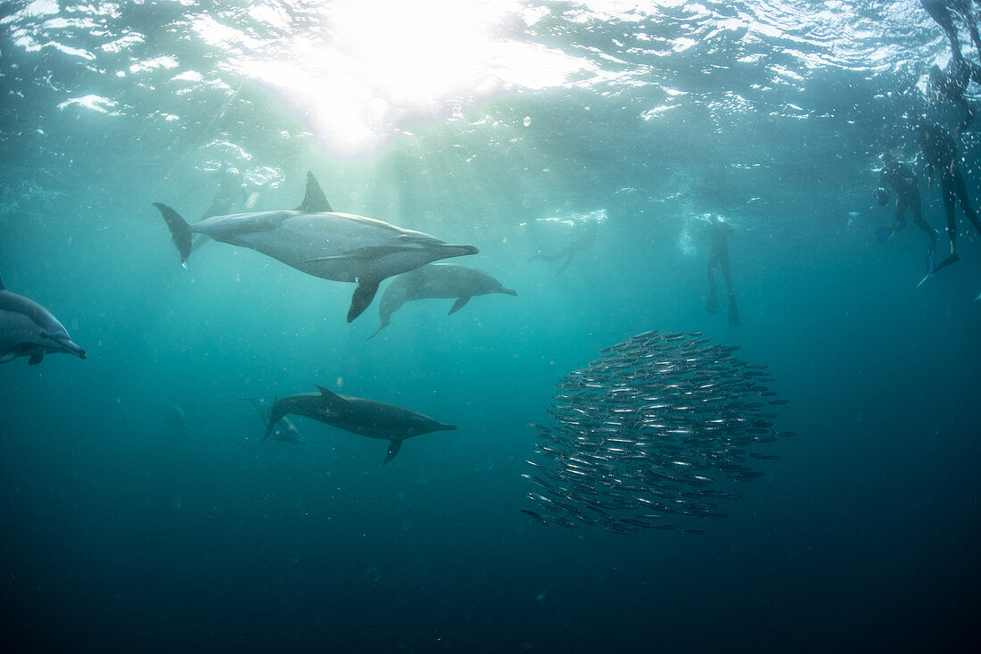 Sardine baitballs being hit by multiple predators