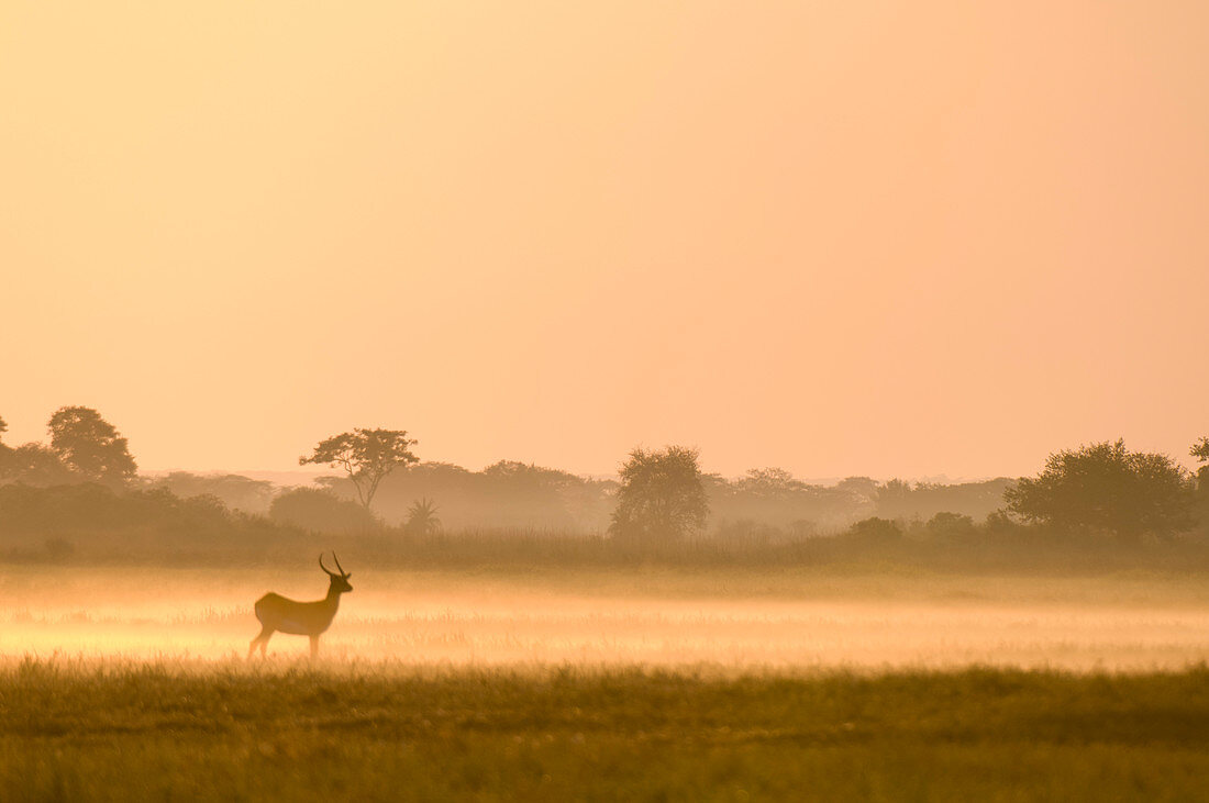 Puku im Nebel bei Sonnenaufgang, Busanga Plains, Kafue Nationalpark, Sambia