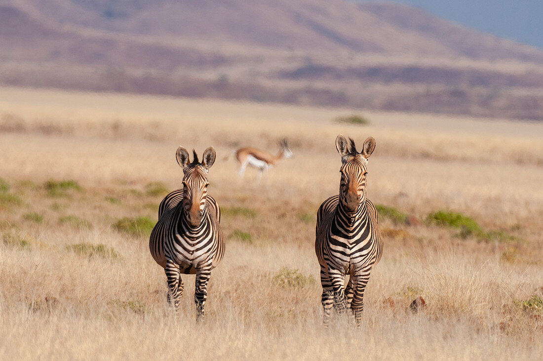 Pair of hartmann's mountain zebras (Equus zebra hartmannae),Palmwag Concession,Damaraland,Namibia