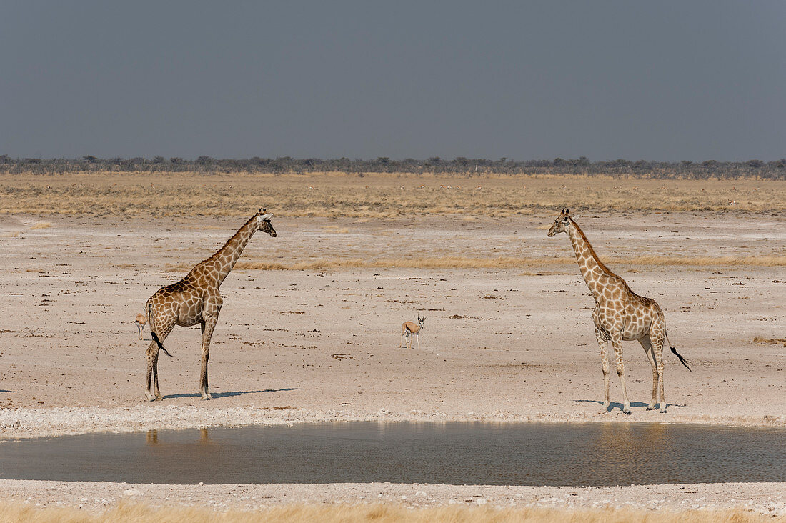 Pair of giraffes (Giraffa camelopardalis) at waterhole,Etosha National Park,Namibia