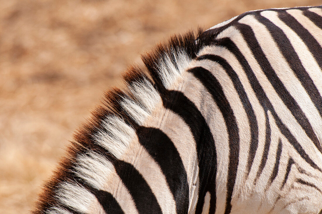 Mähne des Burchell-Zebras (Equus burchellii), Etosha Nationalpark, Namibia