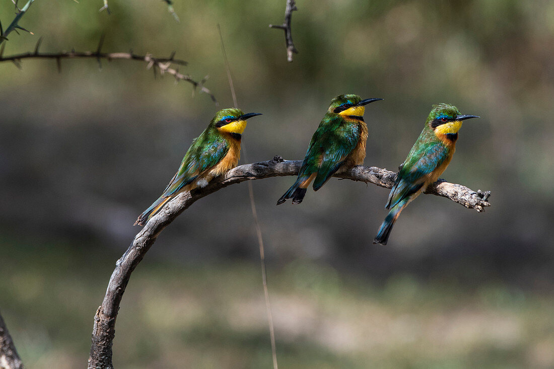 Drei kleine Bienenfresser (Merops pusillus) sitzen auf Zweig, Ndutu, Ngorongoro Naturschutzgebiet, Serengeti, Tansania