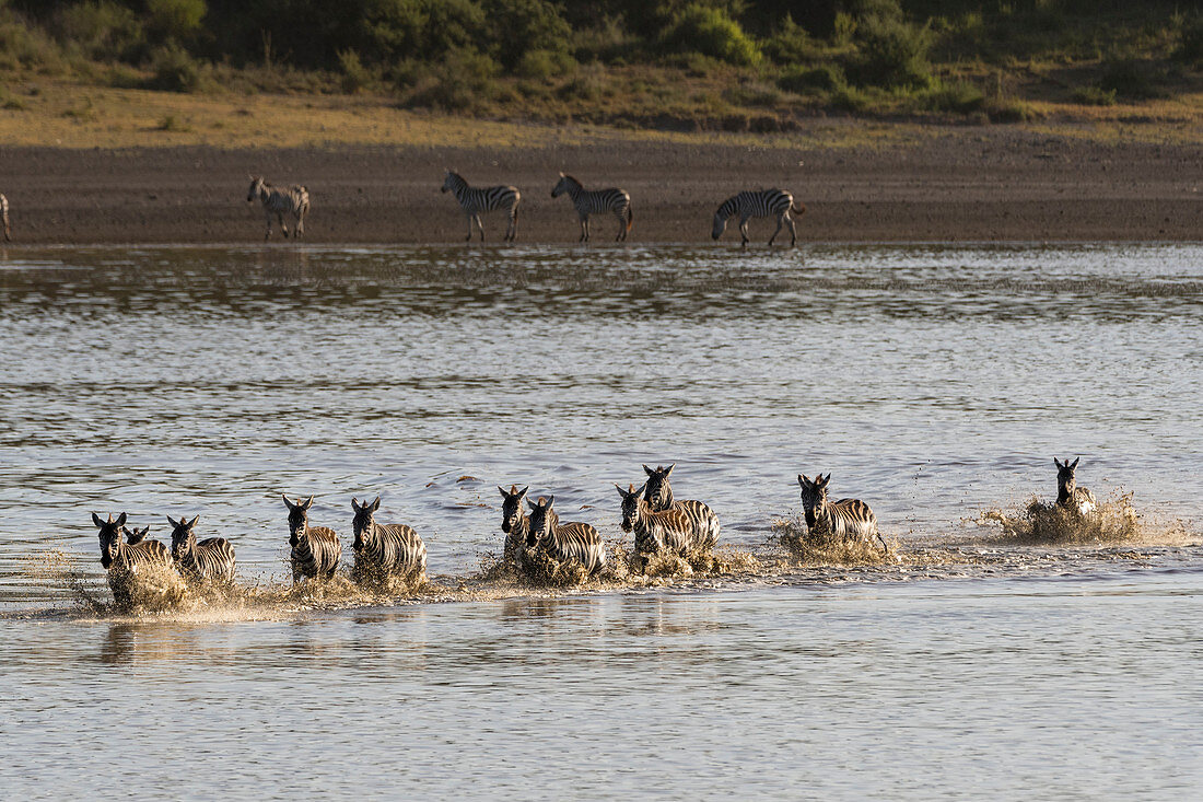 Wandernde Steppenzebras (Equus quagga) laufen im See, Ndutu, Ngorongoro Naturschutzgebiet, Serengeti, Tansania