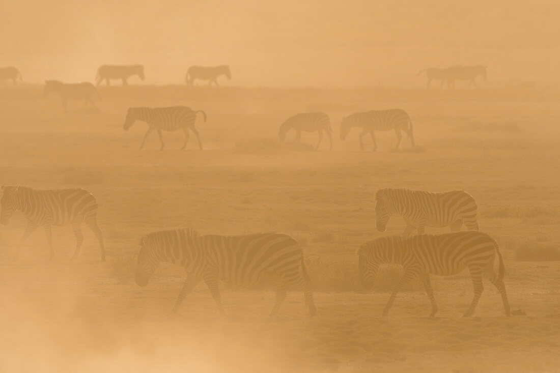 Steppenzebras (Equus quagga) laufen im Staub bei Sonnenuntergang, Hidden Valley, Ndutu, Ngorongoro Naturschutzgebiet, Serengeti, Tansania