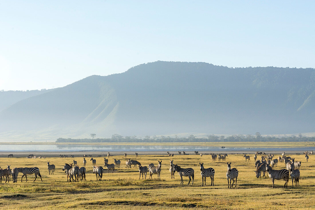 Zebraherde der Steppenzebras (Equus quagga), Ndutu, Ngorongoro Naturschutzgebiet, Serengeti, Tansania