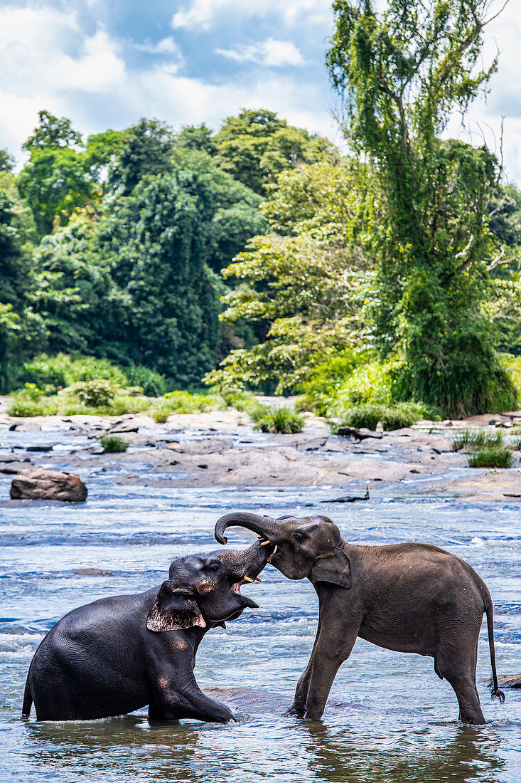 Elefanten beim Baden im Strom, Pinnawala Elefantenschutzgebiet, Provinz Sabaragamuwa, Sri Lanka