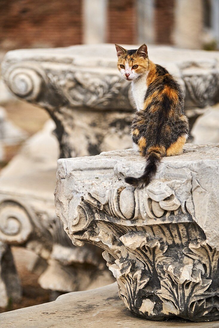 Turkey, Izmir province, Selcuk city, archaeological site of Ephesus, many cats leave on the site