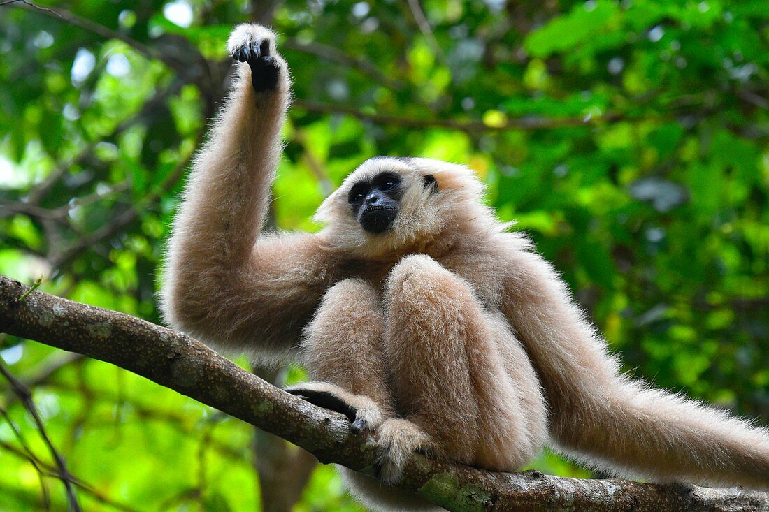 Female pileated gibbon swinging on a tree branch,Siem Reap province,Cambodia,South east Asia.