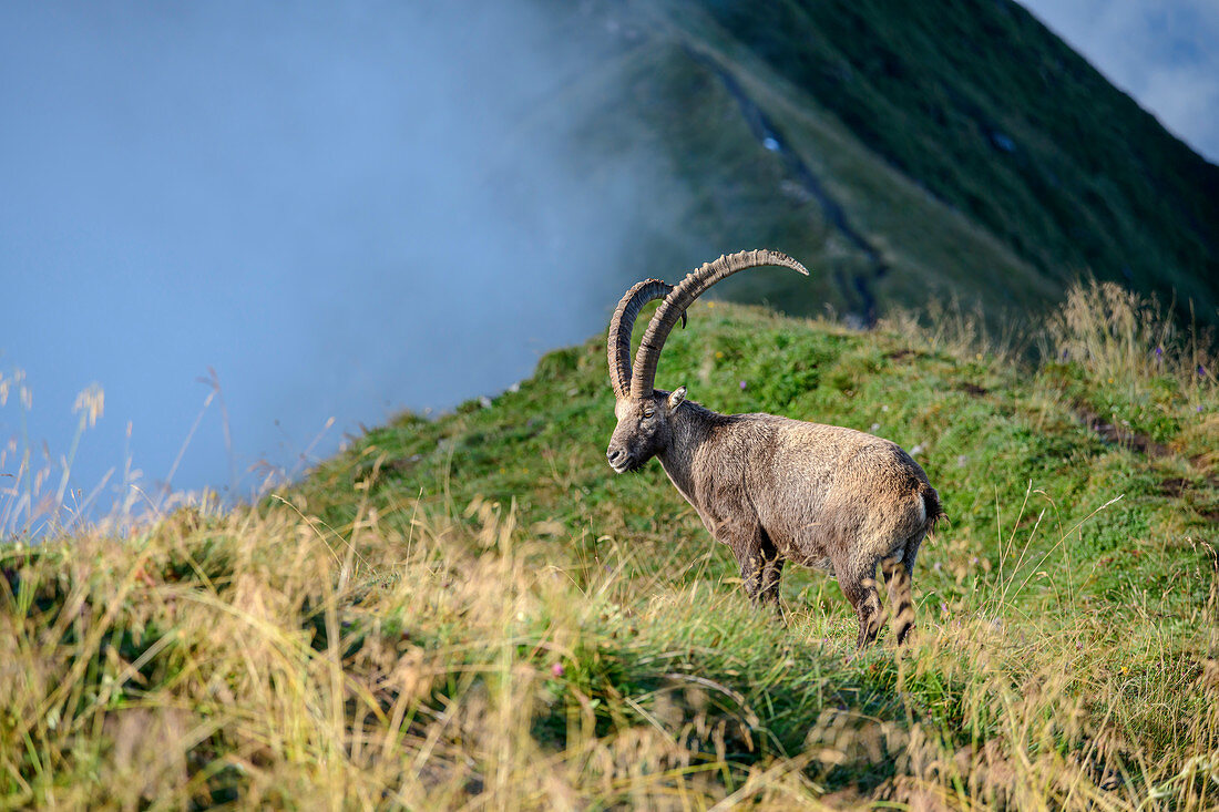 Ibex stands on mountain ridge and looks into the fog, Augstmatthorn, Emmental Alps, Bern, Switzerland