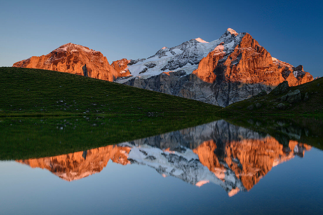 Wellhorn und Wetterhorn im Alpenglühen spiegeln sich in Bergsee, Grosse Scheidegg, Grindelwald, Berner Oberland, UNESCO Weltnaturerbe Schweizer Alpen Jungfrau-Aletsch, Berner Alpen, Bern, Schweiz