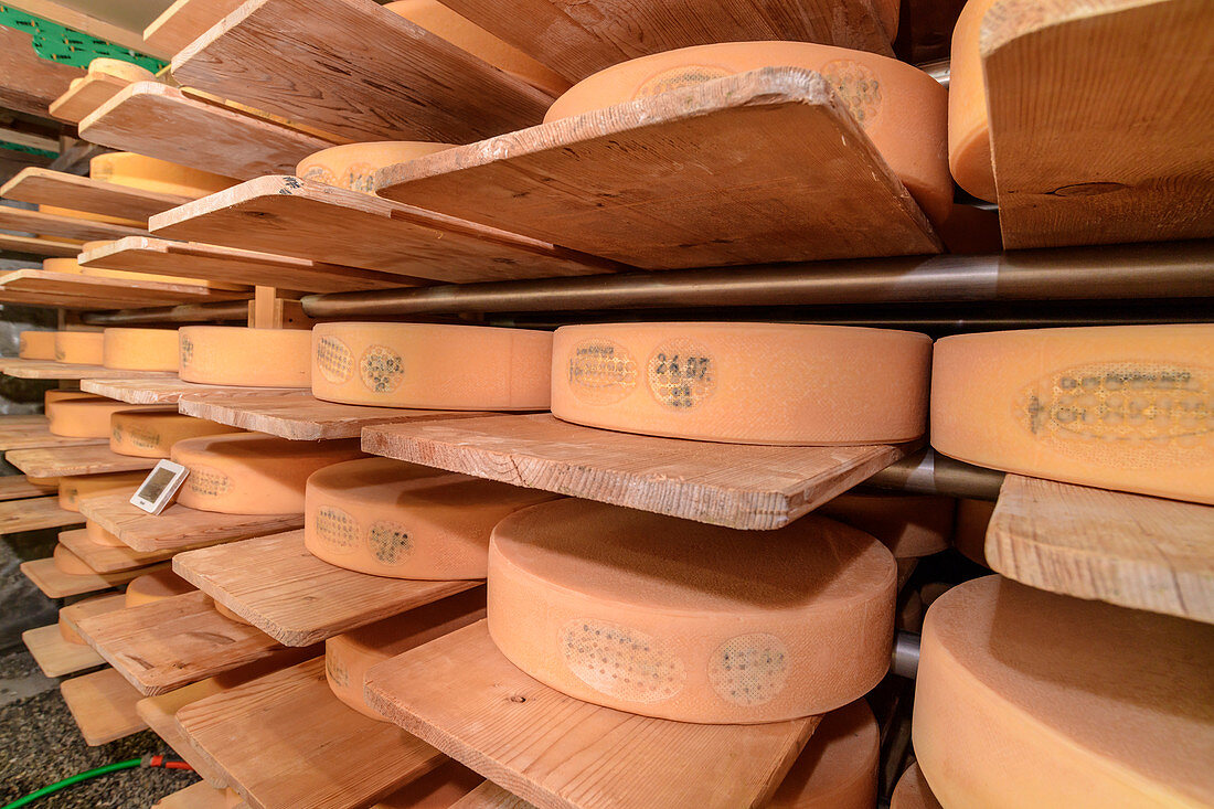 Large wheels of cheese ripen in cheese cellars at direct marketers, Simmental, Bernese Alps, Bern, Switzerland