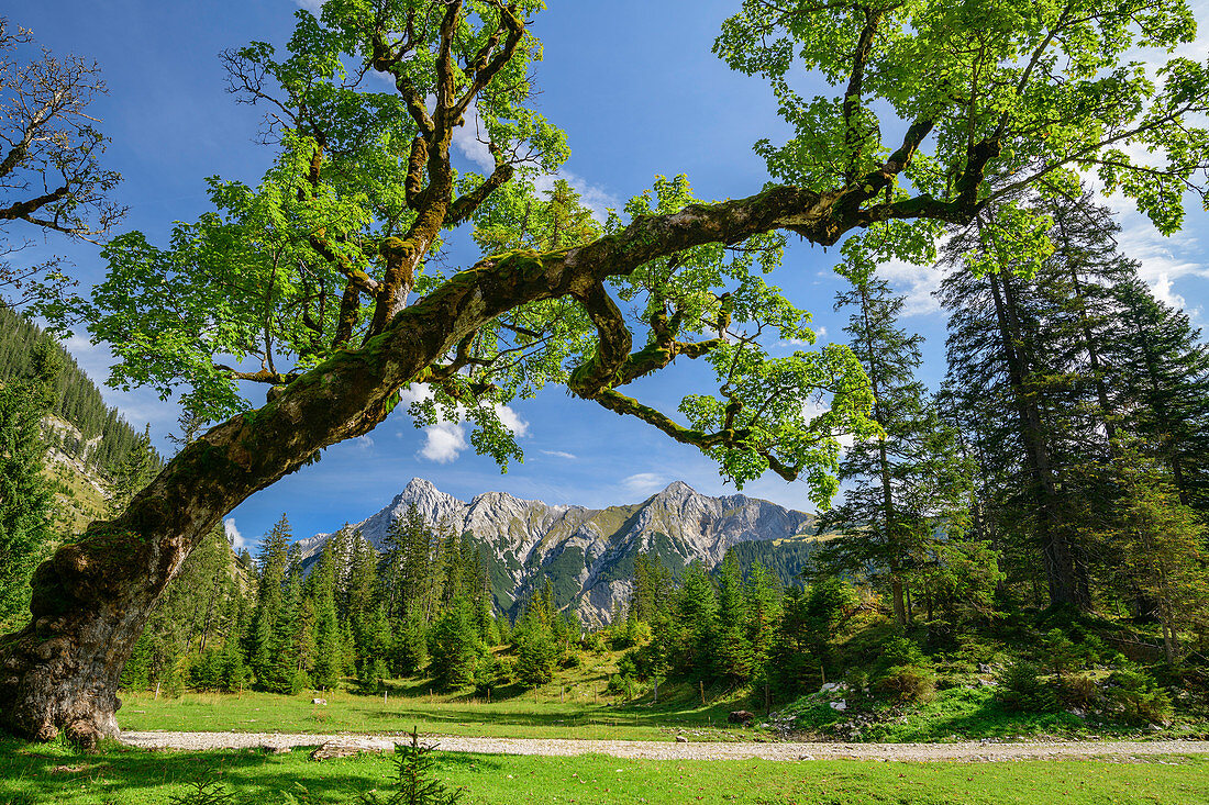 Bergahorn neigt sich zur Seite, Karwendel im Hintergrund, Kleiner Ahornboden, Karwendel, Naturpark Karwendel, Tirol, Österreich