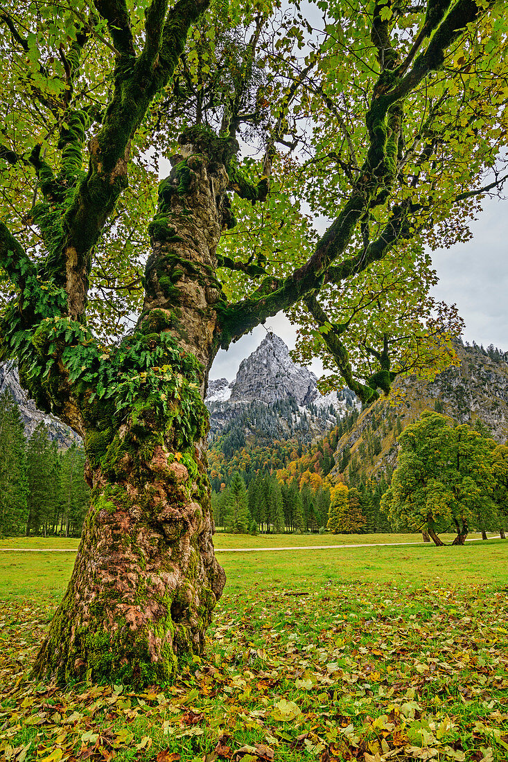 Bergahorn im Herbstlaub mit Geiselstein im Hintergrund, Wankerfleck, Ammergauer Alpen, Ammergebirge, Schwaben, Bayern, Deutschland