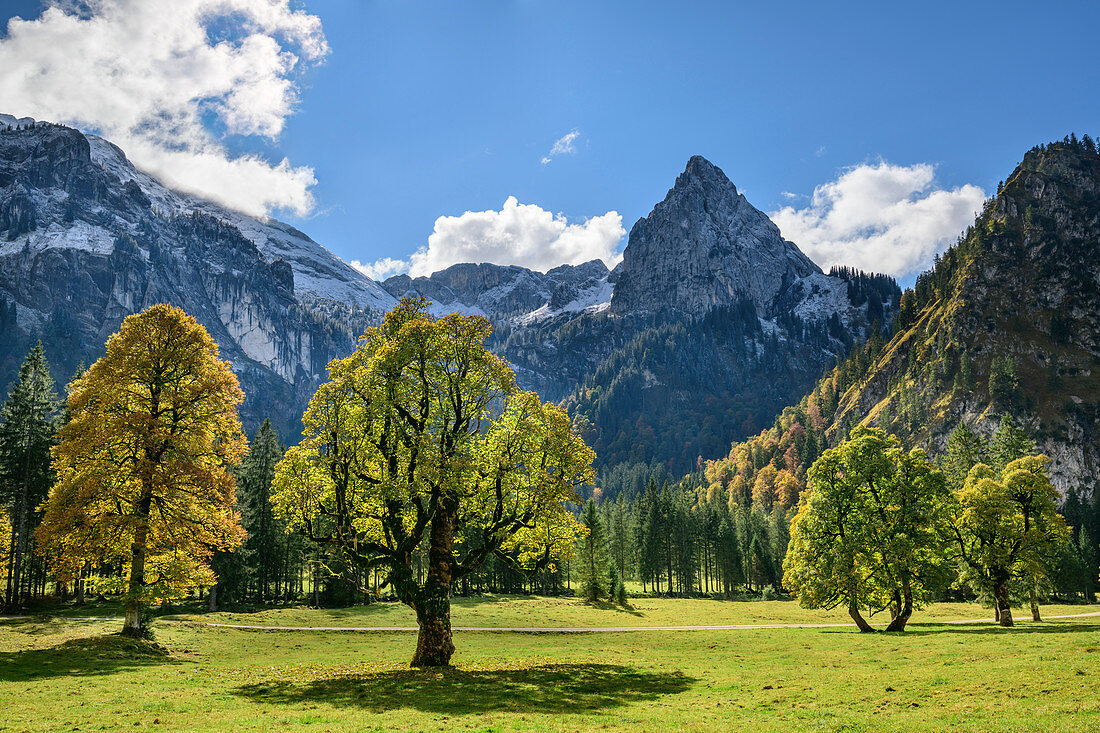 Bergahorn im Herbstlaub mit Geiselstein im Hintergrund, Wankerfleck, Ammergauer Alpen, Ammergebirge, Schwaben, Bayern, Deutschland