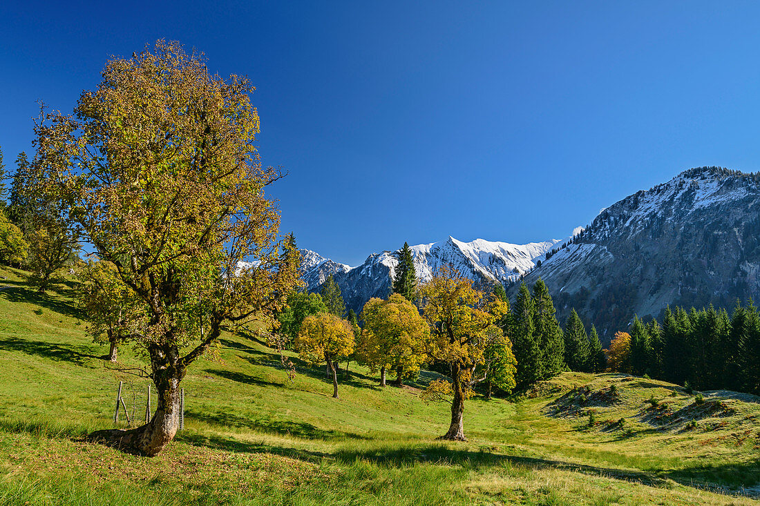 Bergahorn im Herbstlaub mit Allgäuer Alpen im Hintergrund, Schwarzenbergalpe, Allgäu, Allgäuer Alpen, Schwaben, Bayern, Deutschland