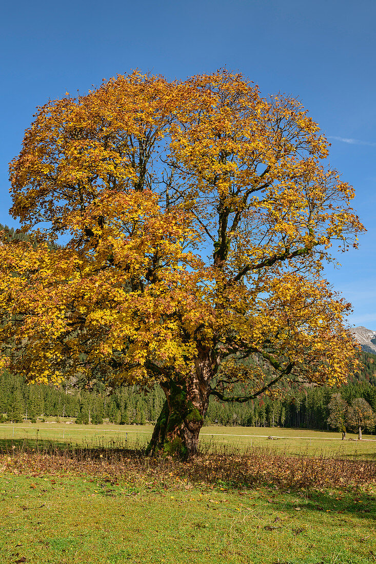 Sycamore maple in autumn leaves, Rissbachtal, Karwendel, Karwendel Nature Park, Tyrol, Austria