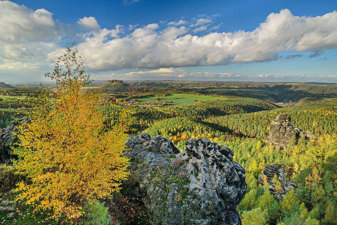 Autumnal discolored birch with a deep view from the Papststein, Papststein, Saxon Switzerland National Park, Saxon Switzerland, Elbe Sandstone, Saxony, Germany