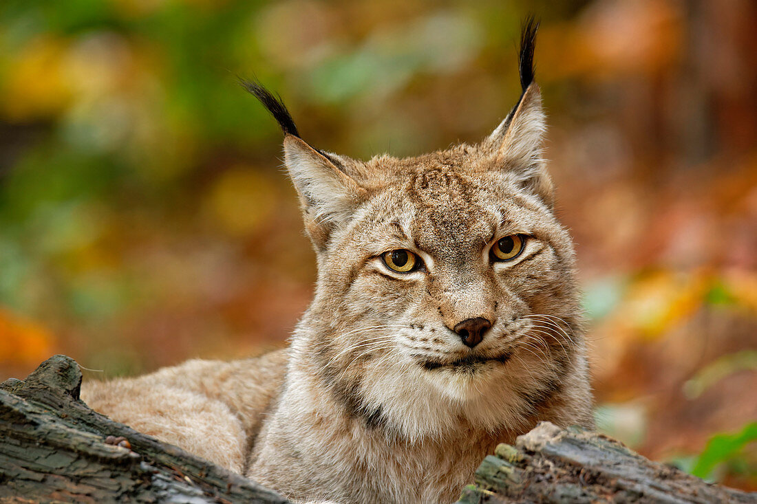 Lynx observes the surroundings, Lynx, Bad Schandau, Saxon Switzerland National Park, Saxon Switzerland, Elbe Sandstone, Saxony, Germany