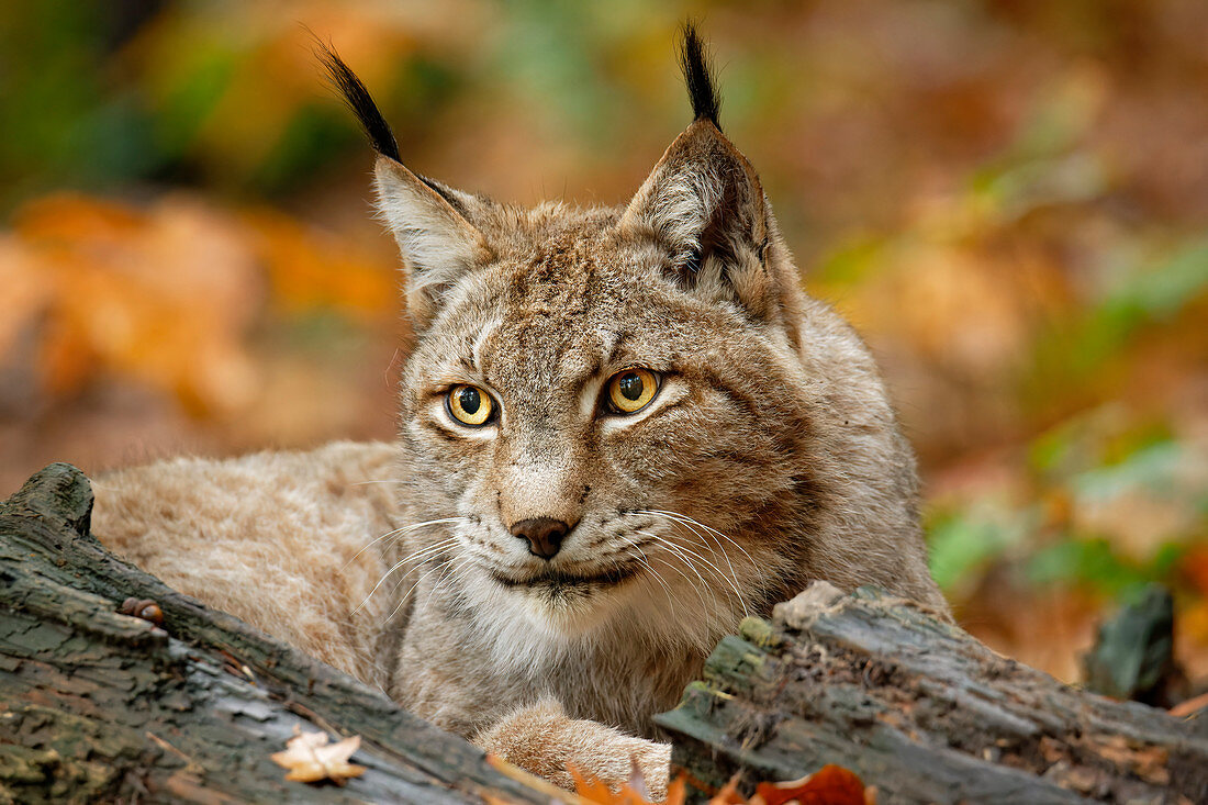 Lynx attentively observes the surroundings, Lynx, Bad Schandau, Saxon Switzerland National Park, Saxon Switzerland, Elbe Sandstone, Saxony, Germany
