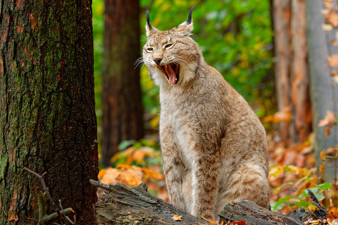 Lynx yawns, Lynx, Bad Schandau, Saxon Switzerland National Park, Saxon Switzerland, Elbe Sandstone, Saxony, Germany
