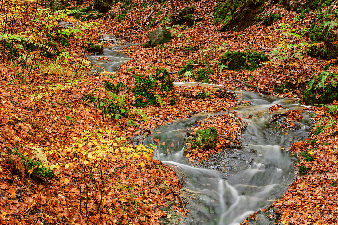 Kleiner Bach fließt durch Wald mit Herbstlauf, Nationalpark Sächsische Schweiz, Sächsische Schweiz, Elbsandstein, Sachsen, Deutschland