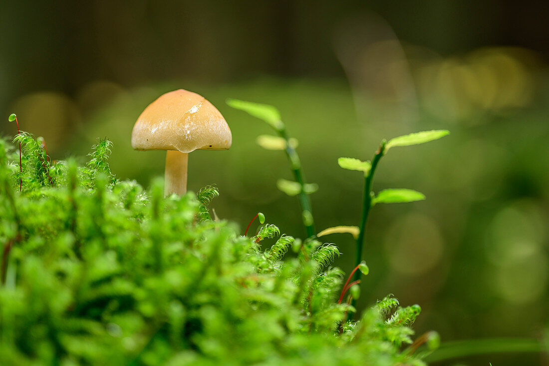 Pilz wächst in Moos, Bodetal, Harz, Sachsen-Anhalt, Deutschland