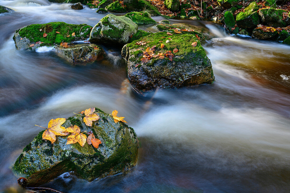 Stream with autumn leaves, Ilsetal, Brocken, Harz National Park, Harz, Saxony-Anhalt, Germany