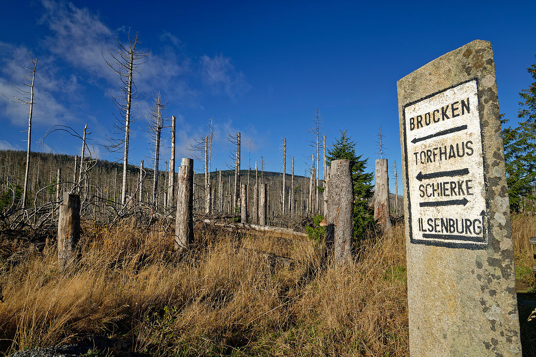 Steintafel mit Wegweiser und abgestorbener Wald im Hintergrund, Brocken, Nationalpark Harz, Harz, Sachsen-Anhalt, Deutschland