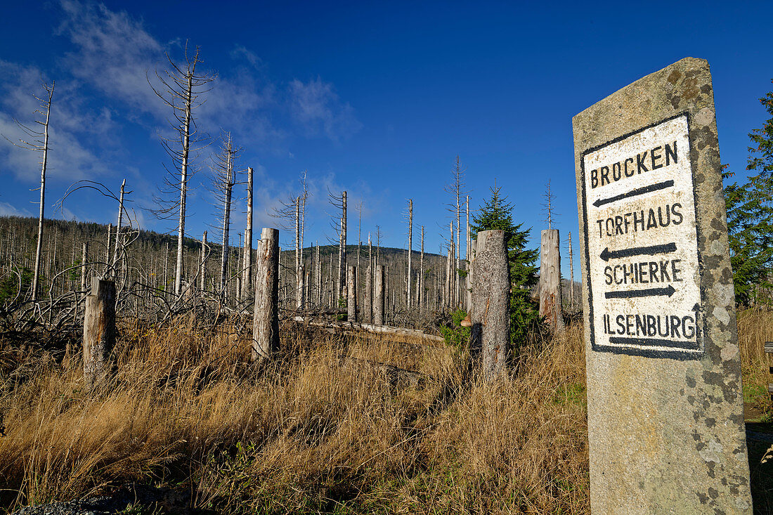 Stone tablet with signpost and dead forest in the background, Brocken, Harz National Park, Harz, Saxony-Anhalt, Germany