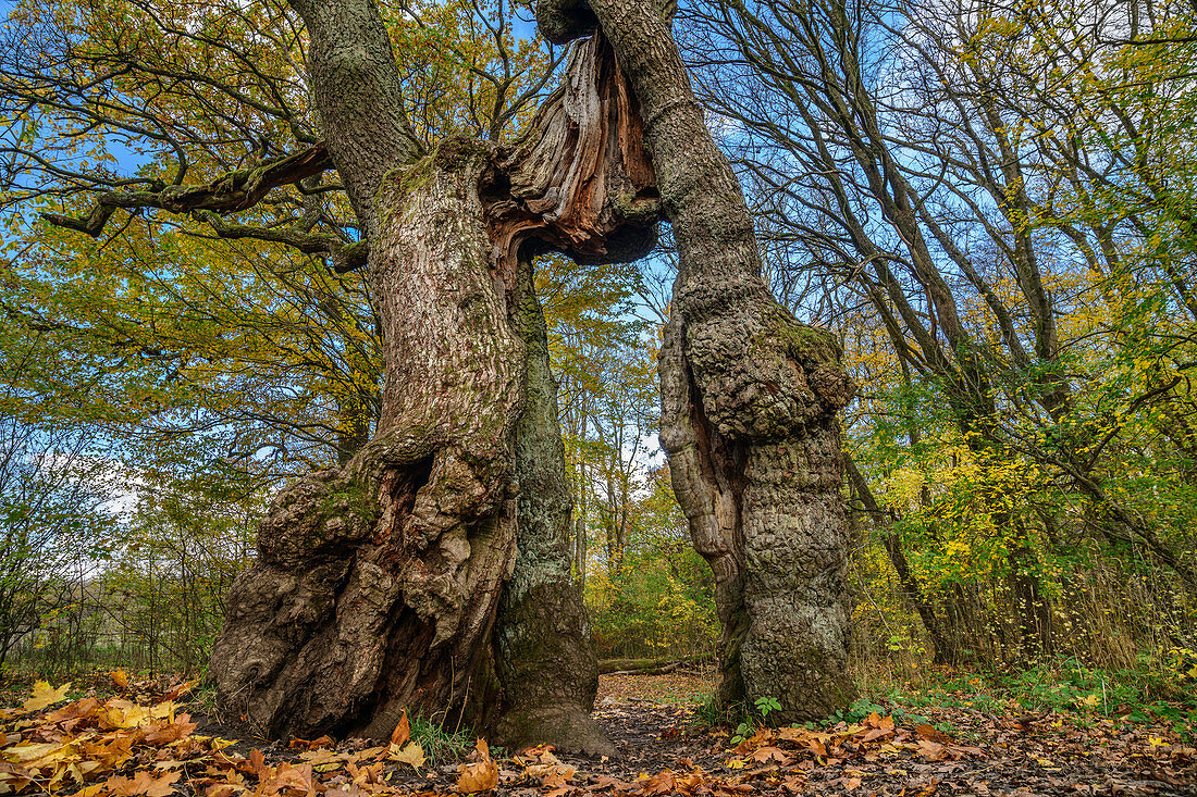 Begging oak with a split trunk, Hainich National Park, Thuringia, Germany