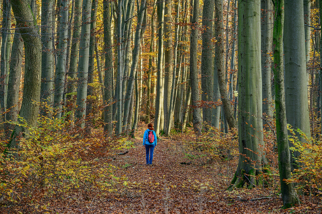 Frau beim Wandern geht durch herbstlichen Wald, Nationalpark Hainich, Thüringen, Deutschland