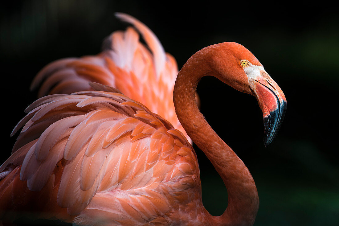 Flamingo im Sonnenlicht, Zoo Rostock, Deutschland Mecklenburg-Vorpommern, Ostsee