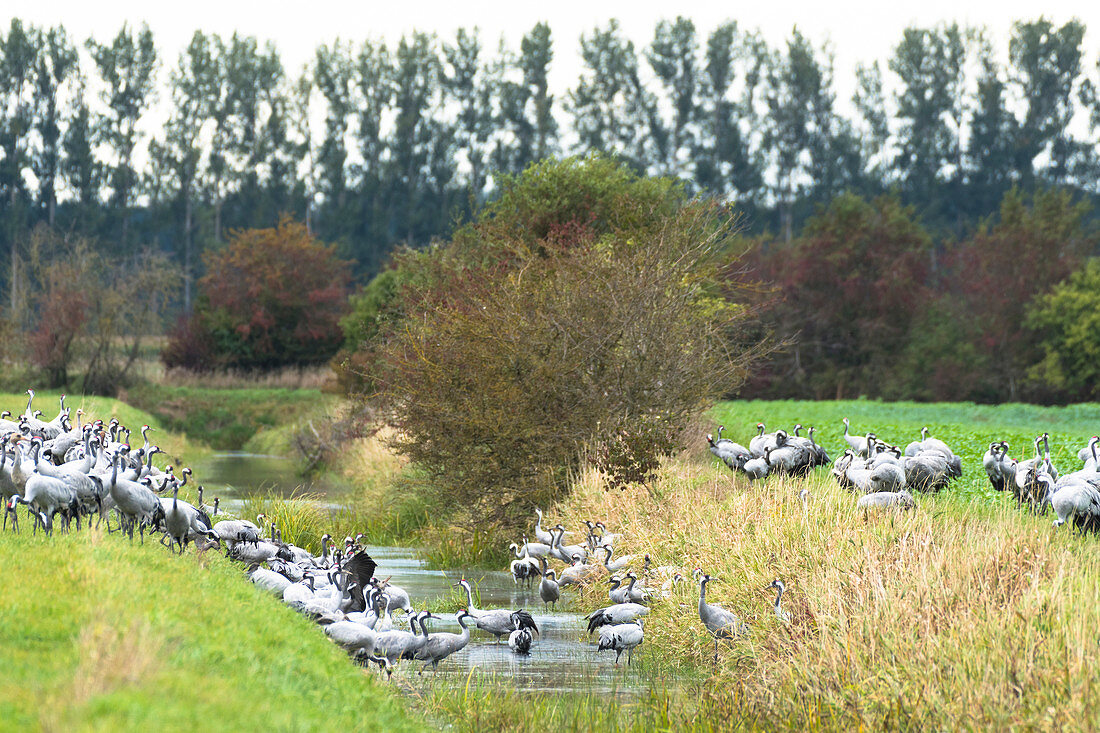 Cranes drink and bathe in the brook, Germany, Brandenburg, Linum