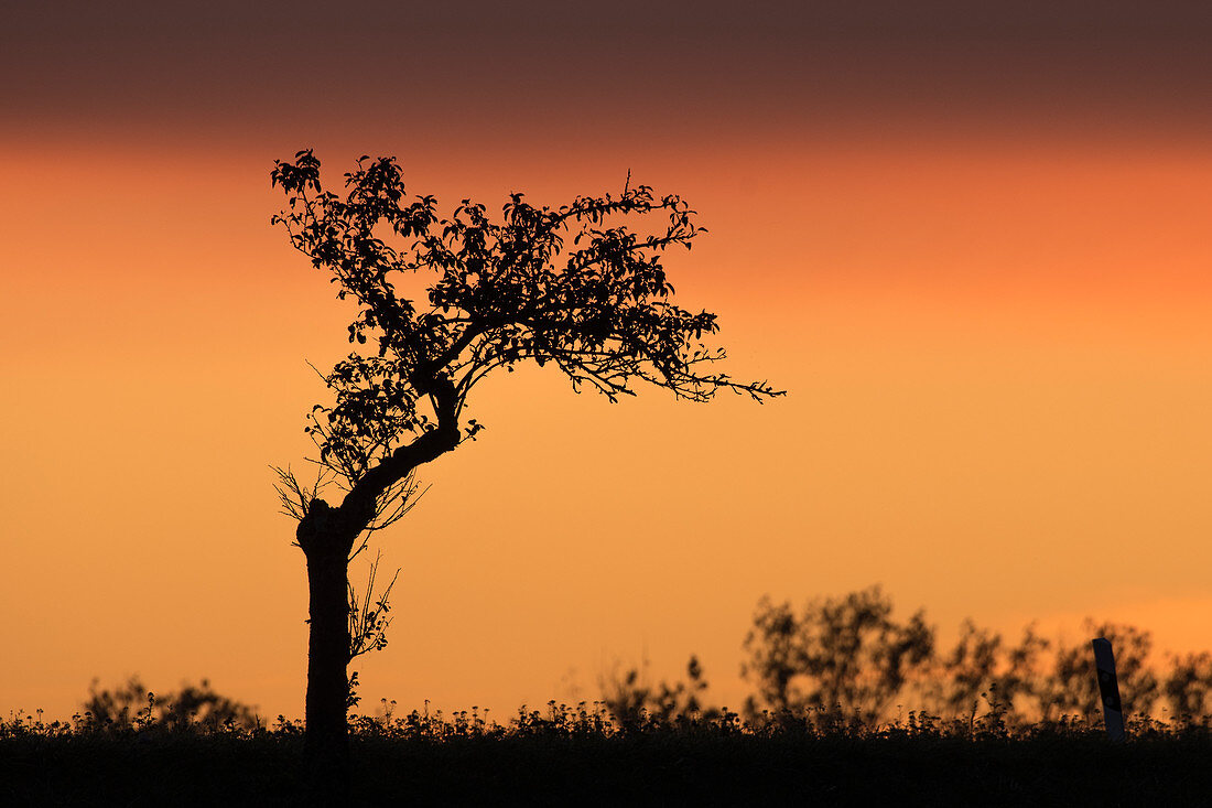 Alter Apfelbaum vor blutrotem Sonnenuntergang freigestellt, Deutschland, Brandenburg, Linium