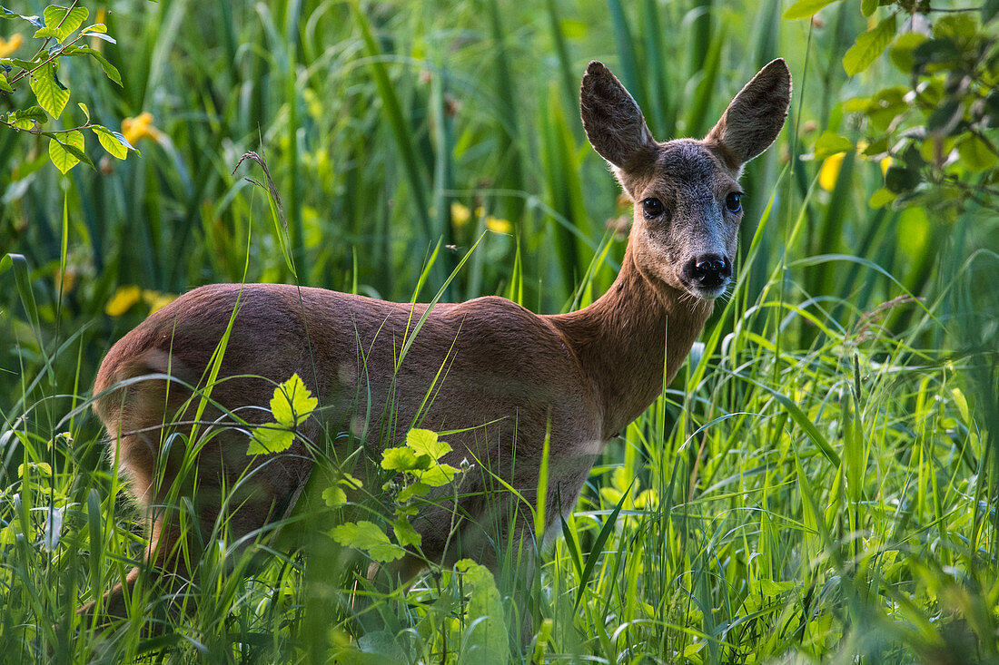 Deer in the morning light, Germany, Brandenburg, Spreewald