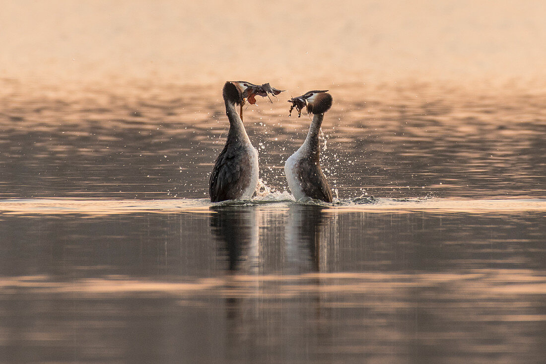 Great crested grebe courting at sunset, Germany, Brandenburg, Spreewald